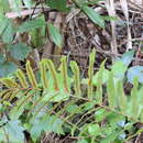 Image of Toothed Mid-Sorus Fern