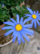 Image of blue daisy