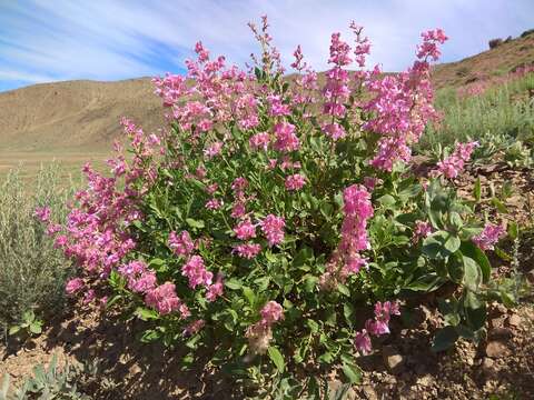 Image of Salvia bucharica Popov