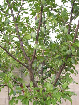Image of Prunus domestica subsp. insititia