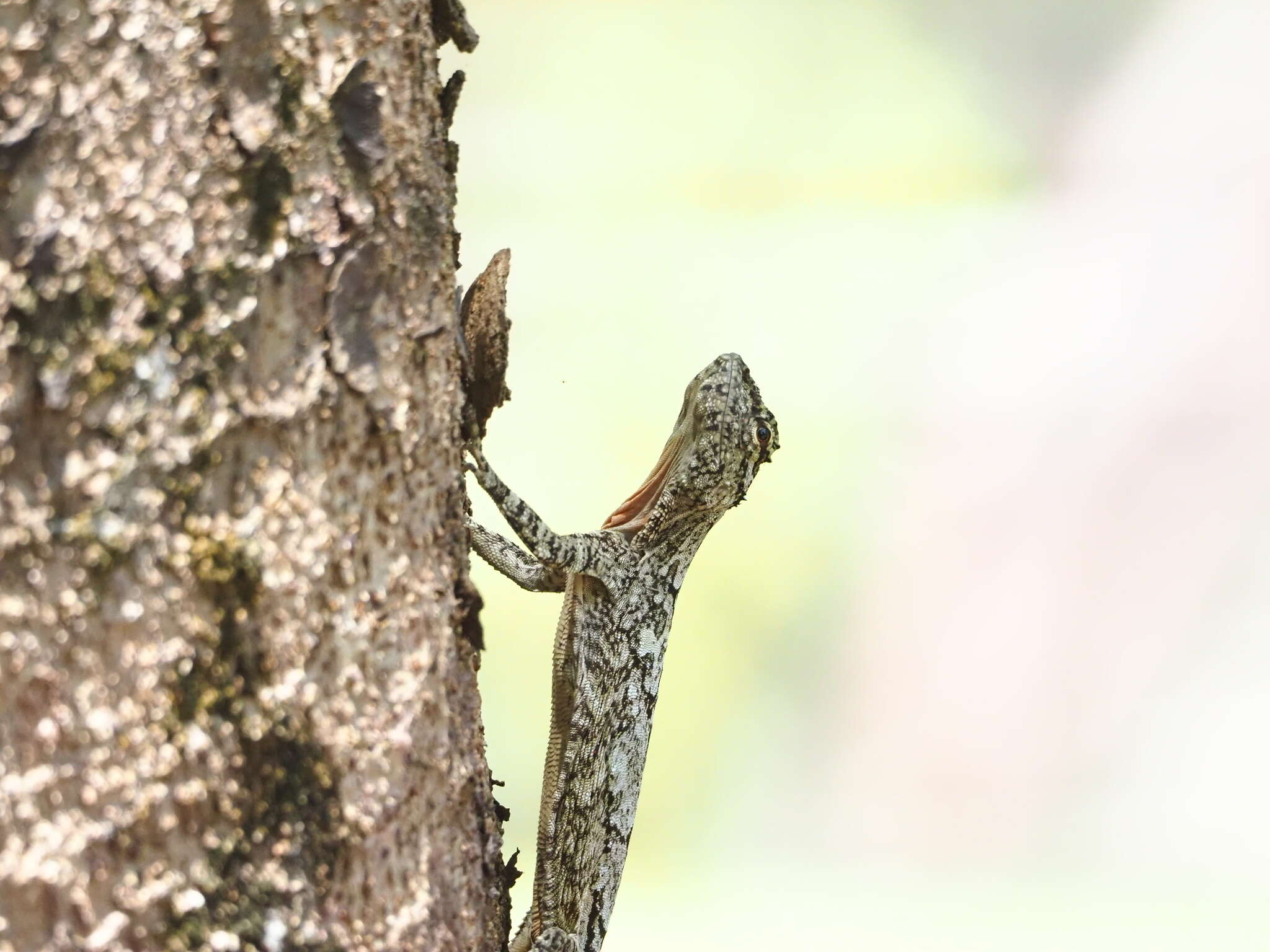 Sivun Draco abbreviatus Hardwicke & Gray 1827 kuva