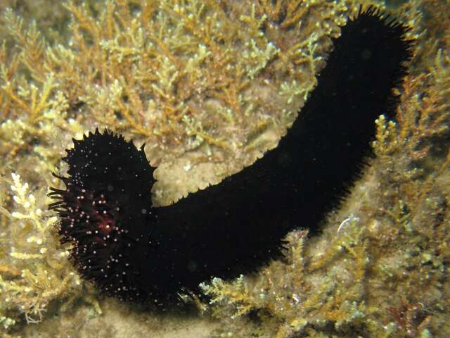 Image of Holothuria subgen. Panningothuria Rowe 1969