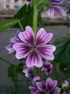 Image of high mallow