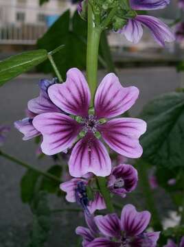 Image of high mallow