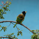 Image of Great Barbet