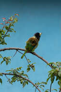 Image of Great Barbet