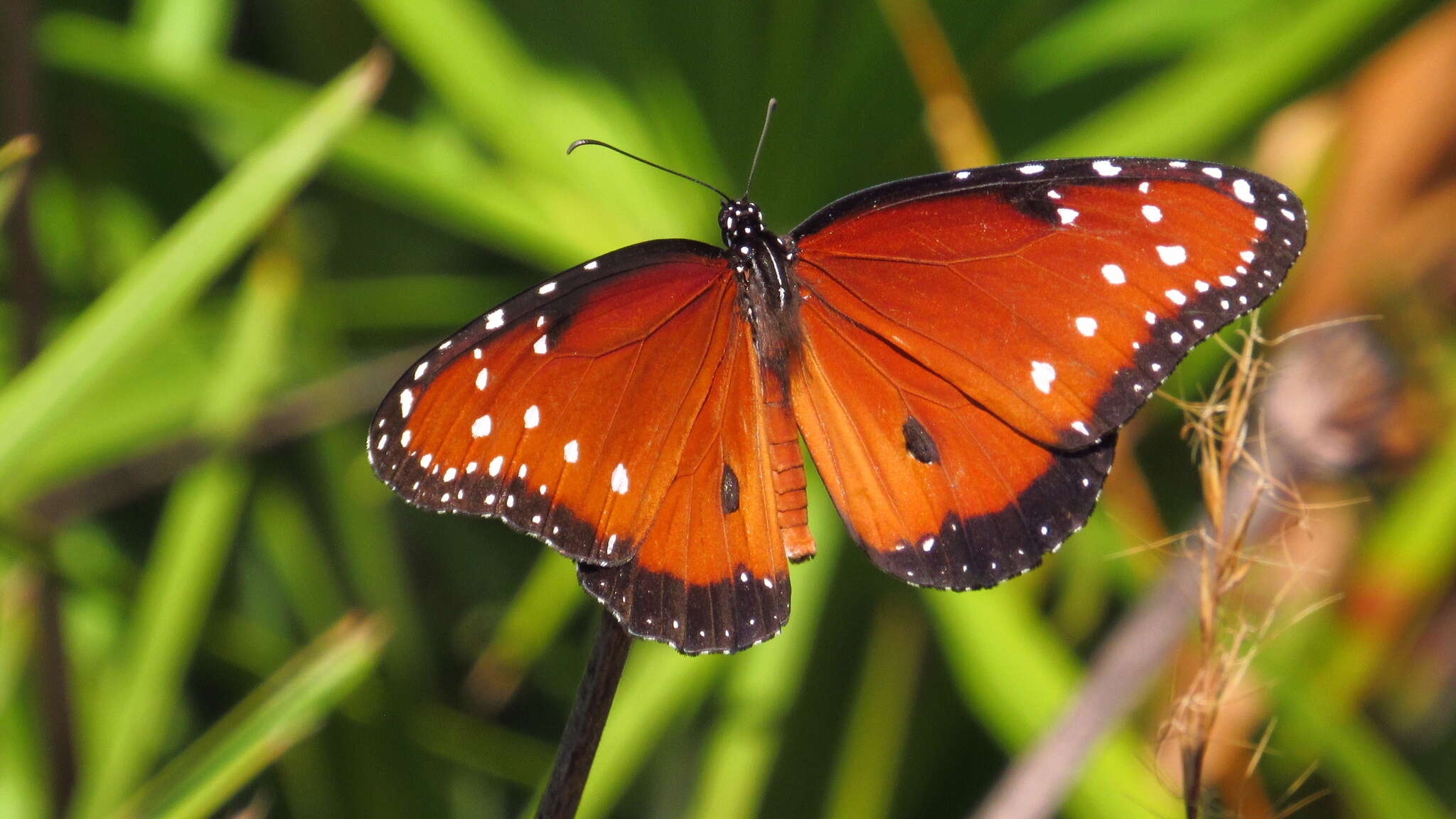 صورة Danaus (Anosia) gilippus subsp. berenice Cramer 1779