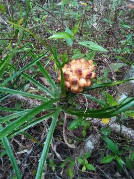 Image of Pandanus dyckioides Baker