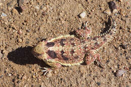 Image of Cedros Island Horned Lizard