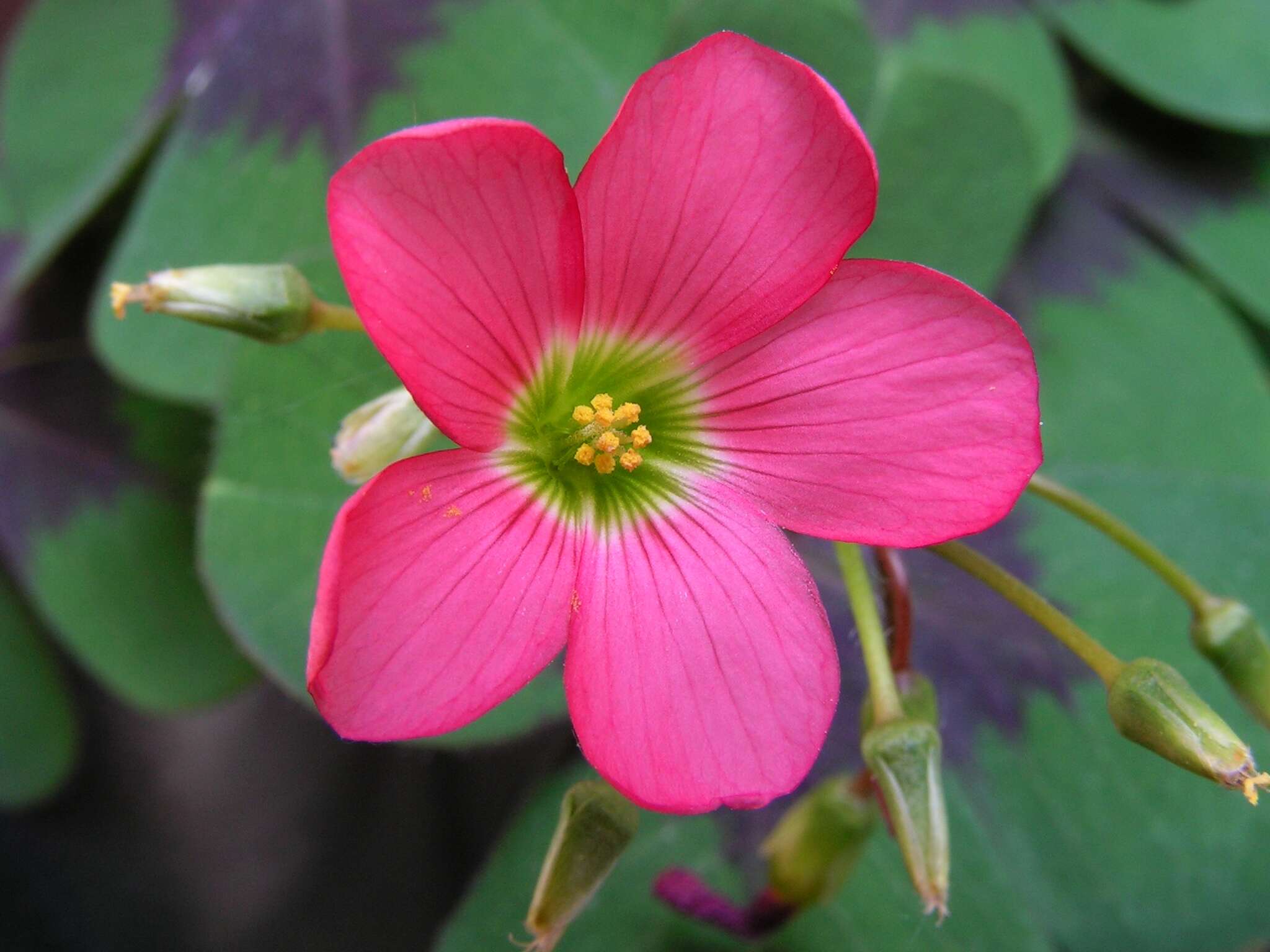 Imagem de Oxalis tetraphylla Cav.