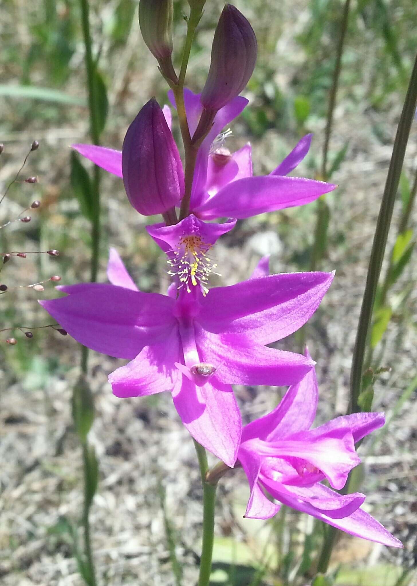 Calopogon tuberosus (L.) Britton, Sterns & Poggenb.的圖片