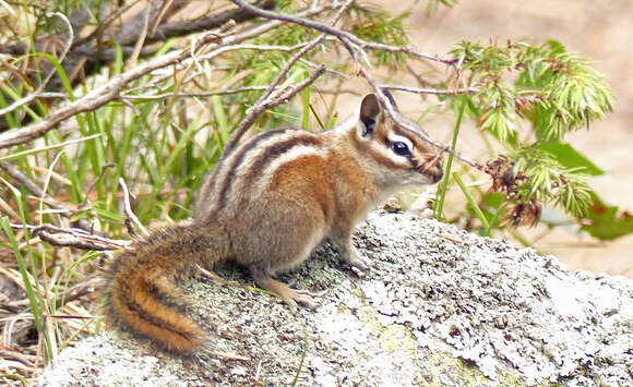 Image of Colorado Chipmunk