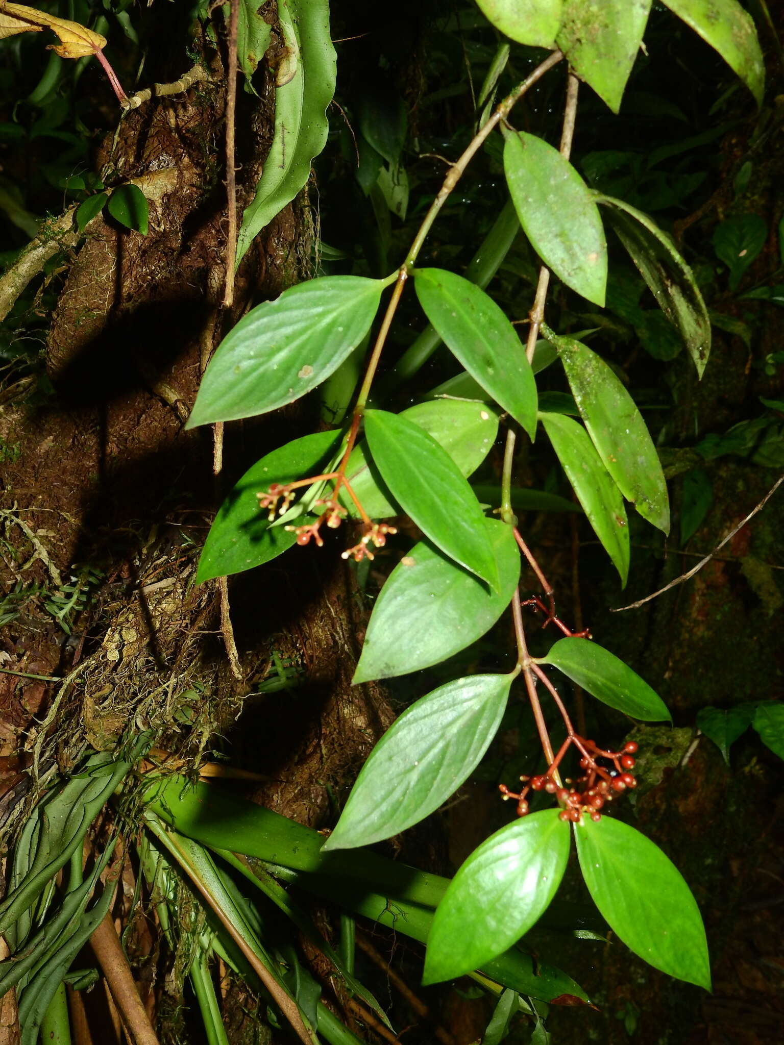 Image of Guadalupe wild coffee