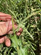 Image of Tuberous Thistle