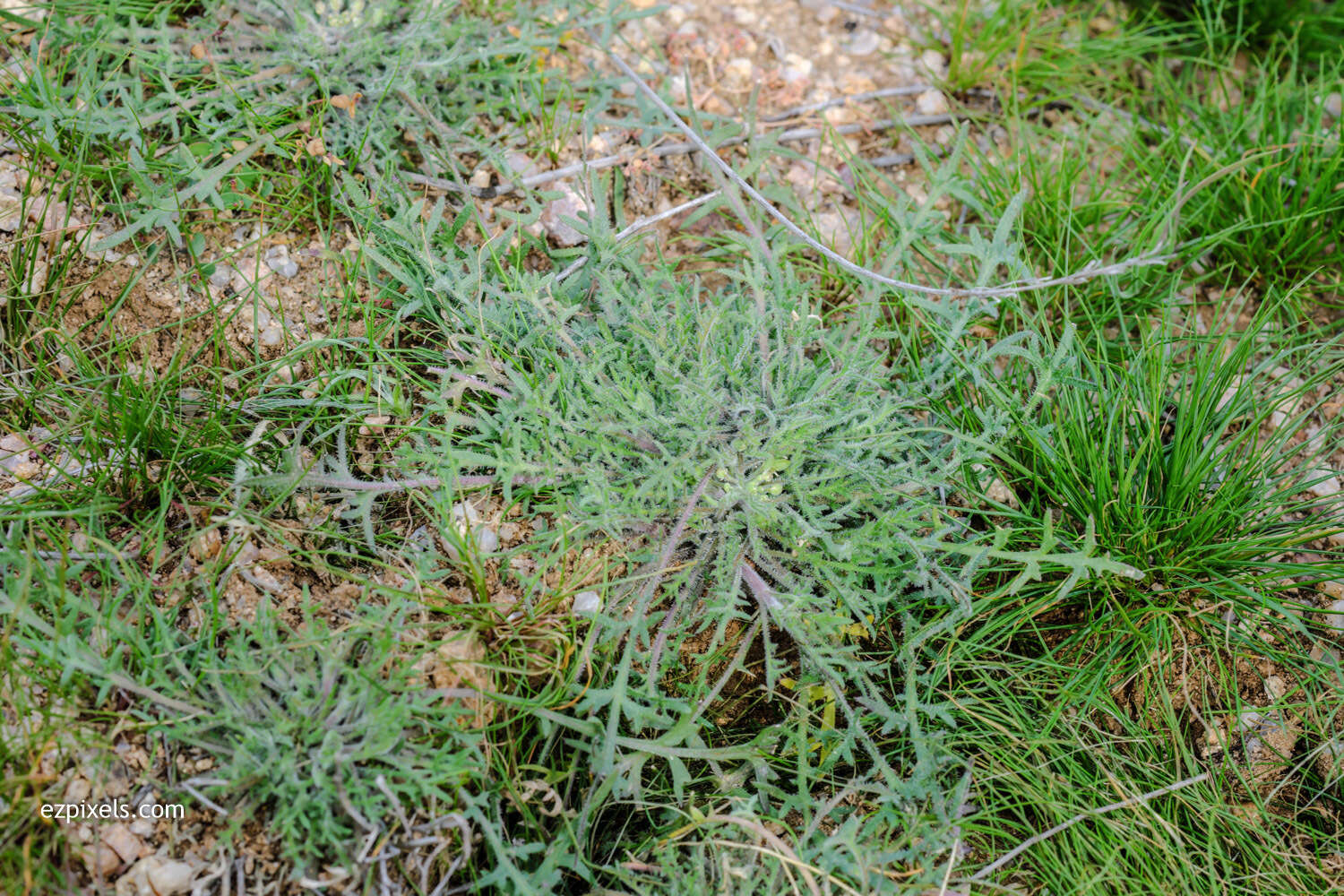 Image of shaggyfruit pepperweed