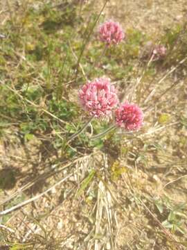 Image de Trifolium polymorphum Poir.