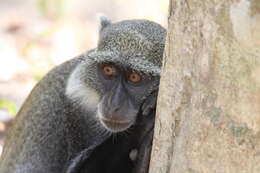 Image of Sykes' monkey