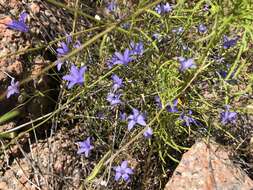 Image of basin bellflower