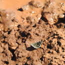 Image of Small Checkered Skipper