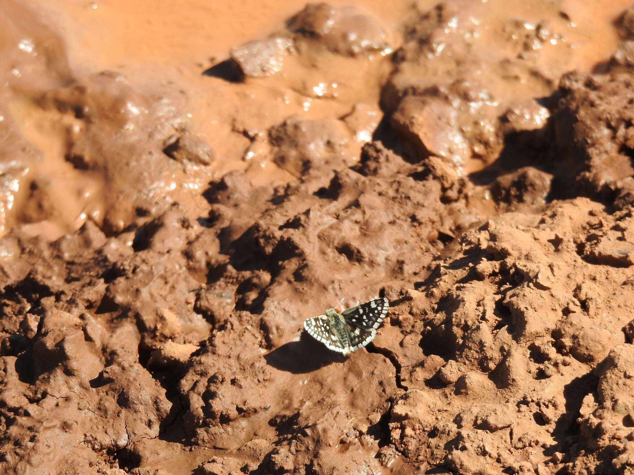 Image of Small Checkered Skipper