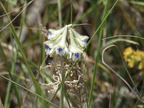 Image of Delphinium szowitsianum Boiss.