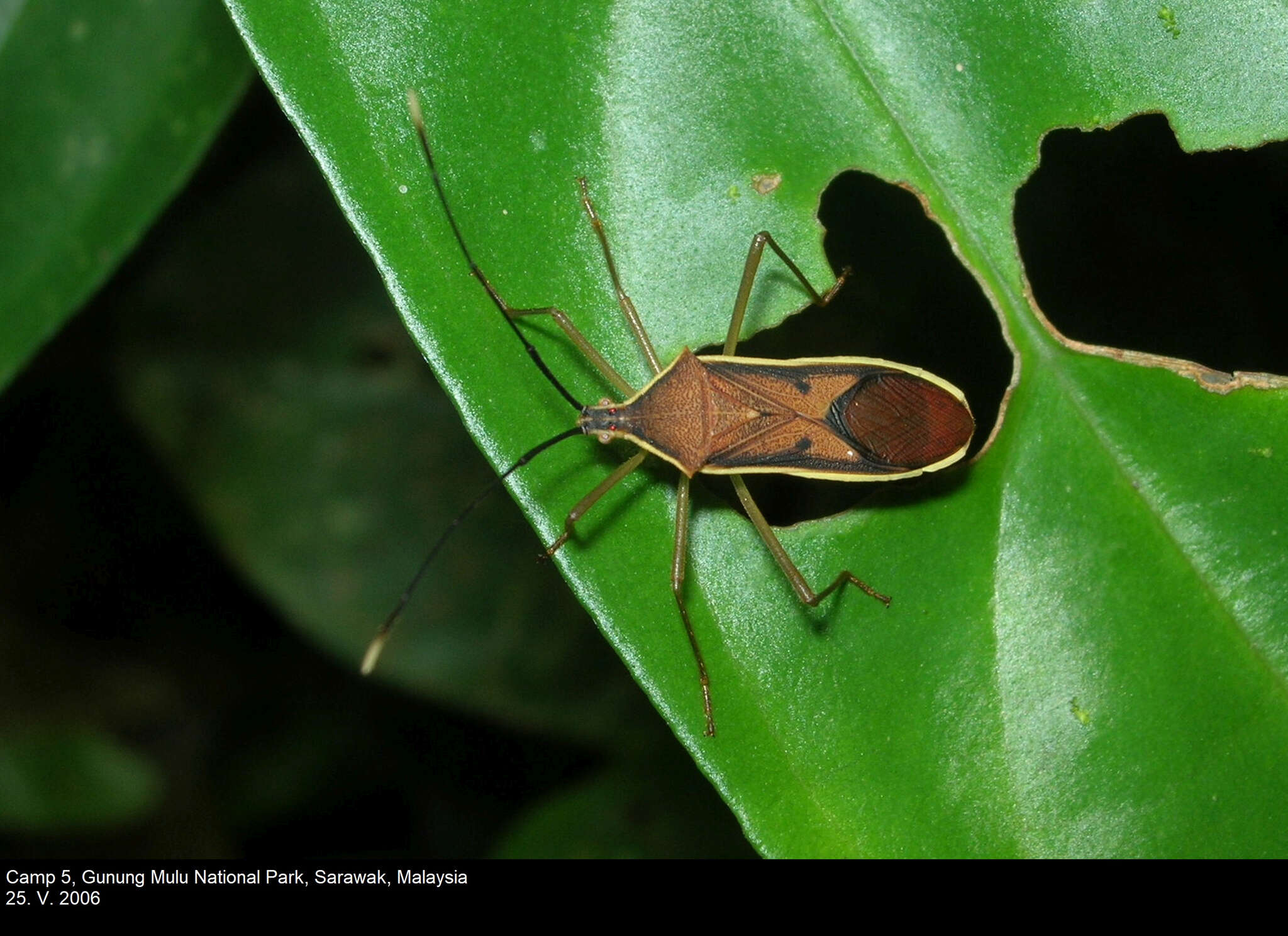 Image of Homoeocerus (Tliponius) limbatipennis (Stål 1860)