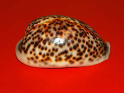 Image of panther cowrie