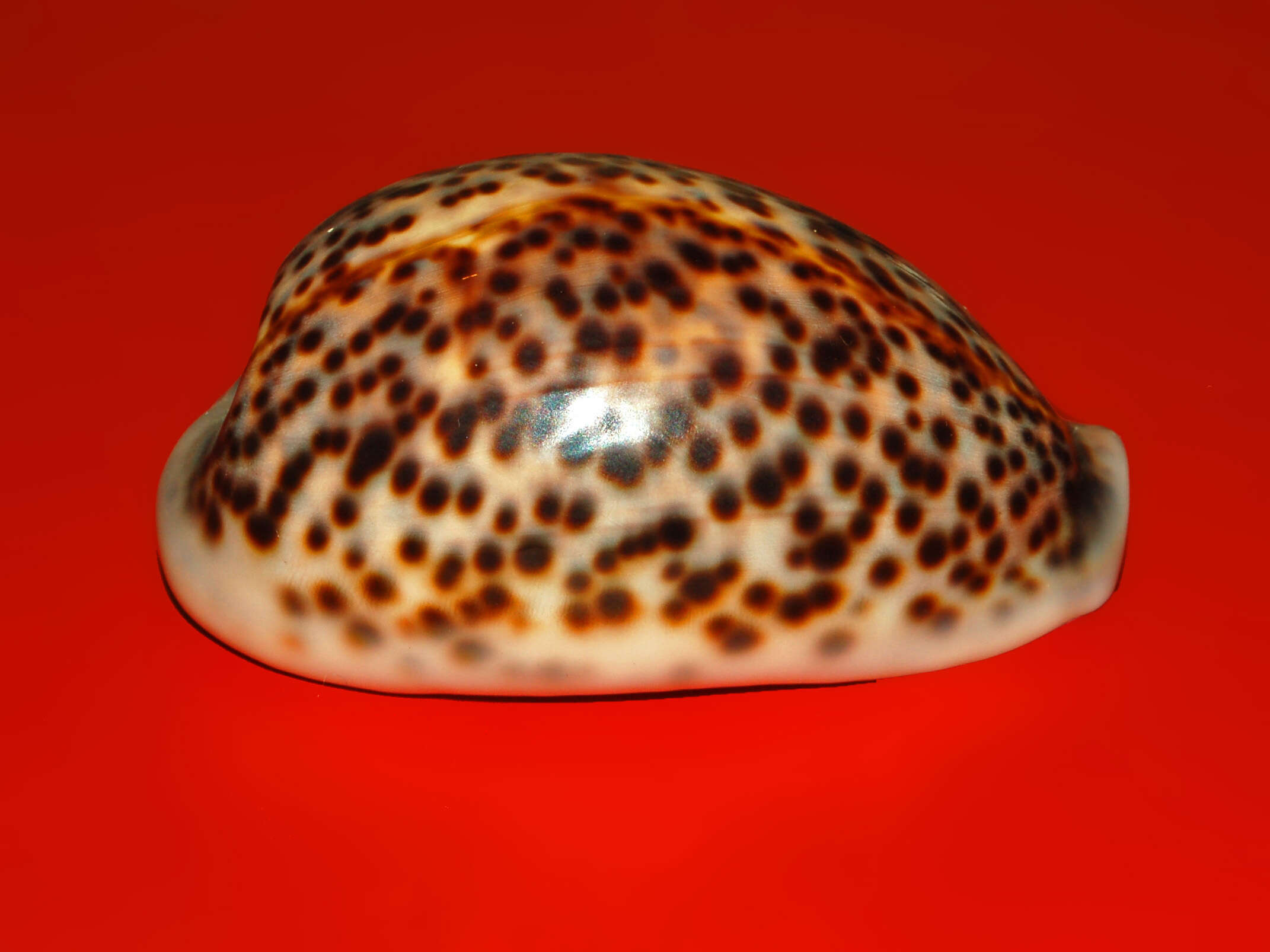 Image of panther cowrie