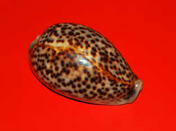 Image of panther cowrie