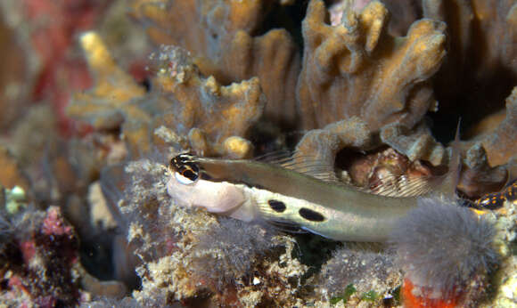 Image of Twin-spot Combtooth-Blenny