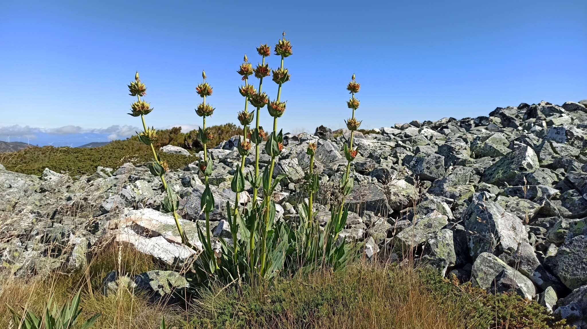 Image of Gentiana lutea subsp. aurantiaca M. Laínz