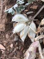 Image of Utah milkvetch