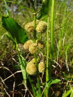 Imagem de Sagittaria australis (J. G. Sm.) Small