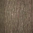 Image of Bartram oak