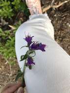 Echium vulgare subsp. pustulatum (Sm.) E. Schmid & Gams的圖片