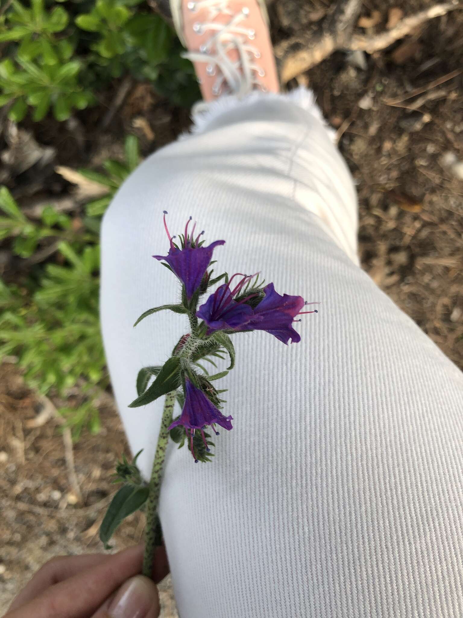 Imagem de Echium vulgare subsp. pustulatum (Sm.) E. Schmid & Gams