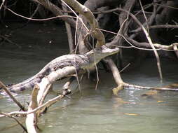 Image of Common Caiman