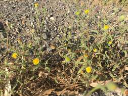 Image of ladies' false fleabane