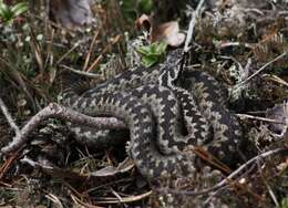 Image of Adder