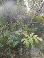 Image of Heracleum dissectum Ledeb.