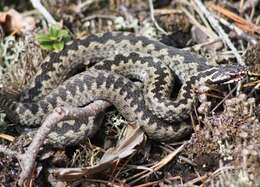 Image of Adder