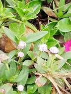 Image of Spilanthes leiocarpa DC.