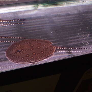 Image of Ocellate River Stingray