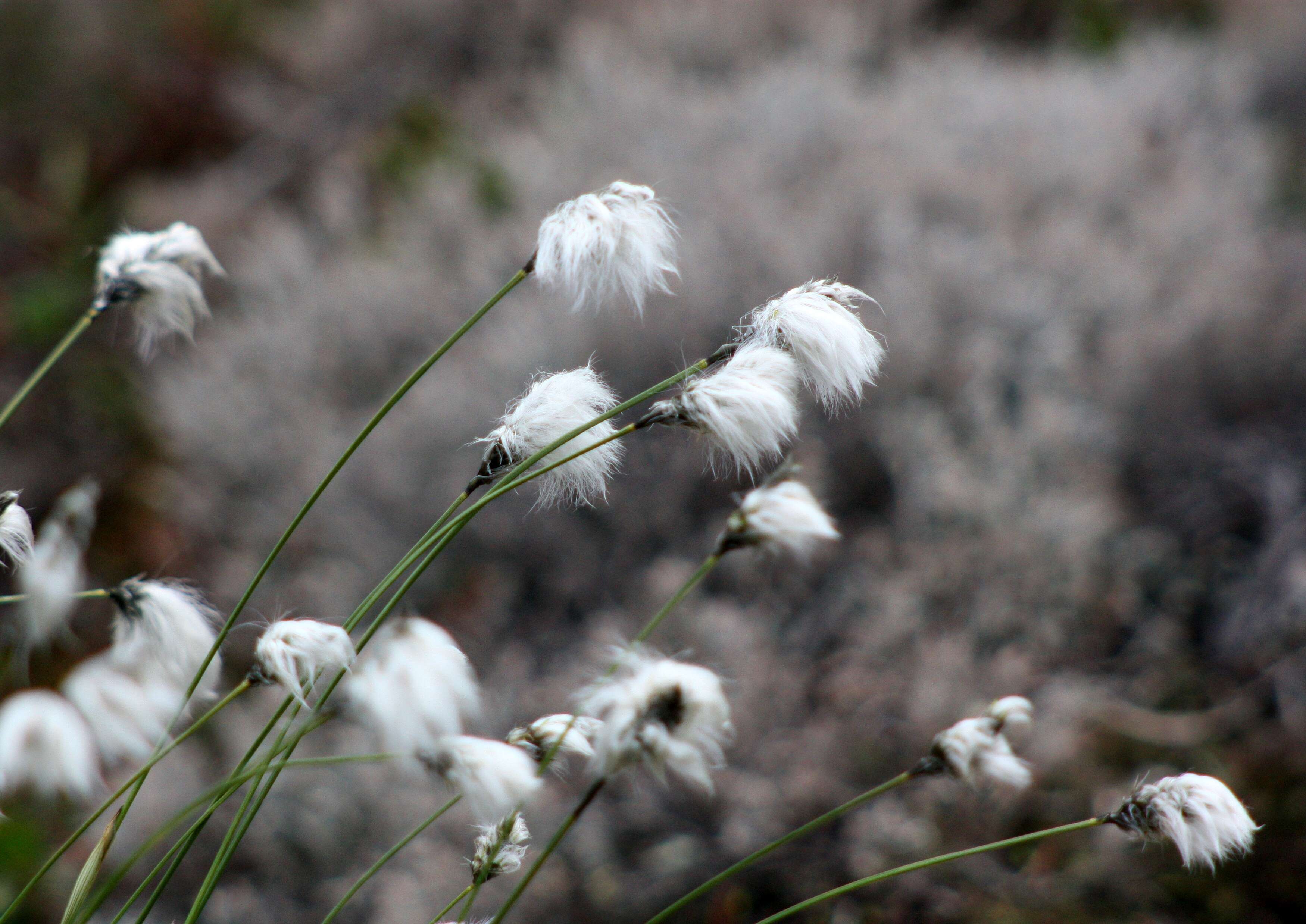 Image de Linaigrette dense