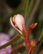 Plancia ëd Stylidium leptophyllum DC.