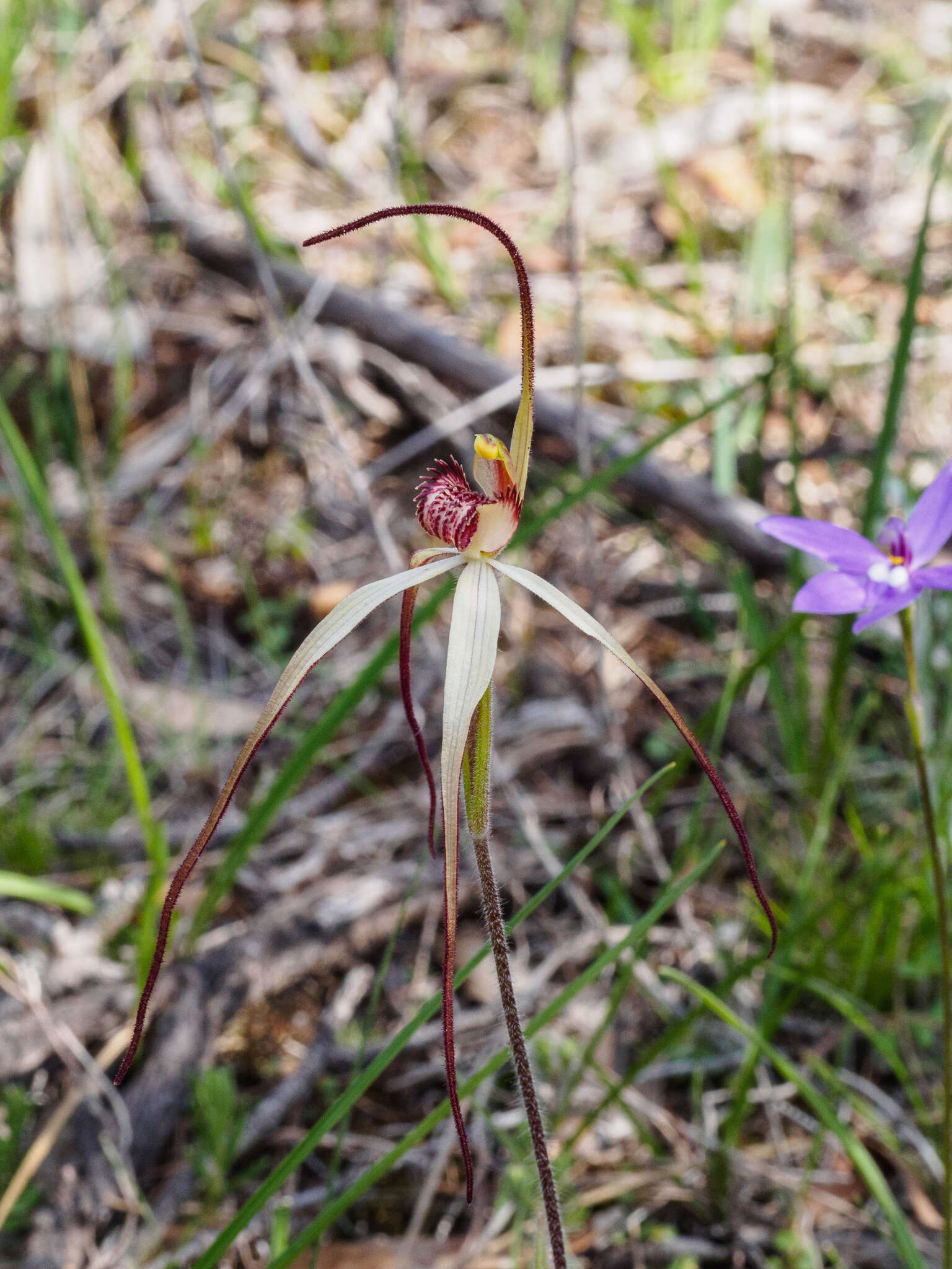 Image of Tawny spider orchid