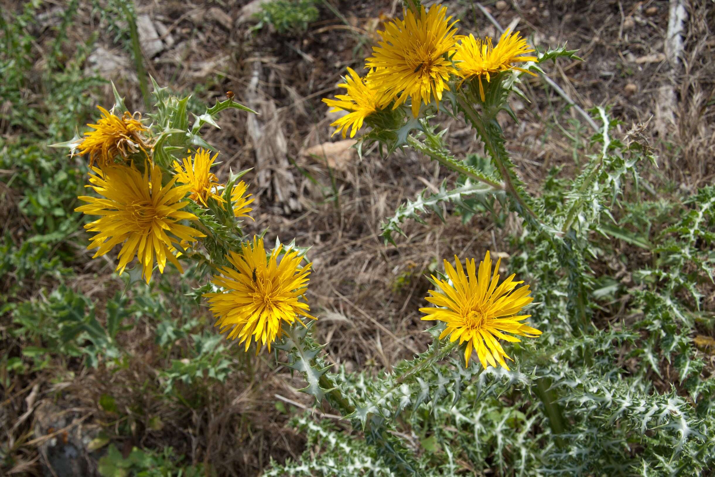 Image of Scolymus grandiflorus Desf.