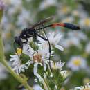 Ammophila procera Dahlbom 1843 resmi