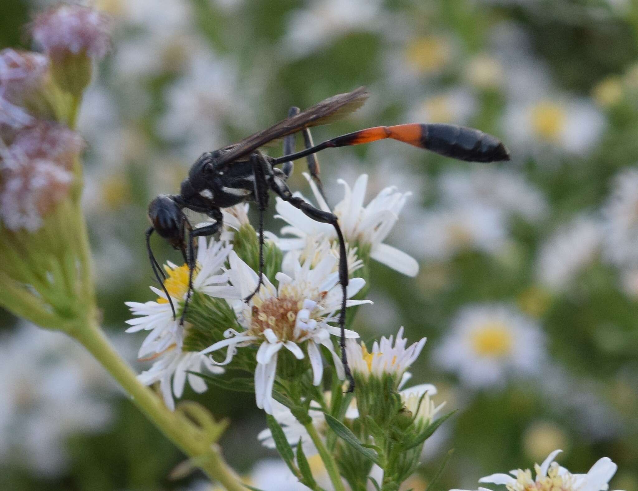 Image of Ammophila procera Dahlbom 1843