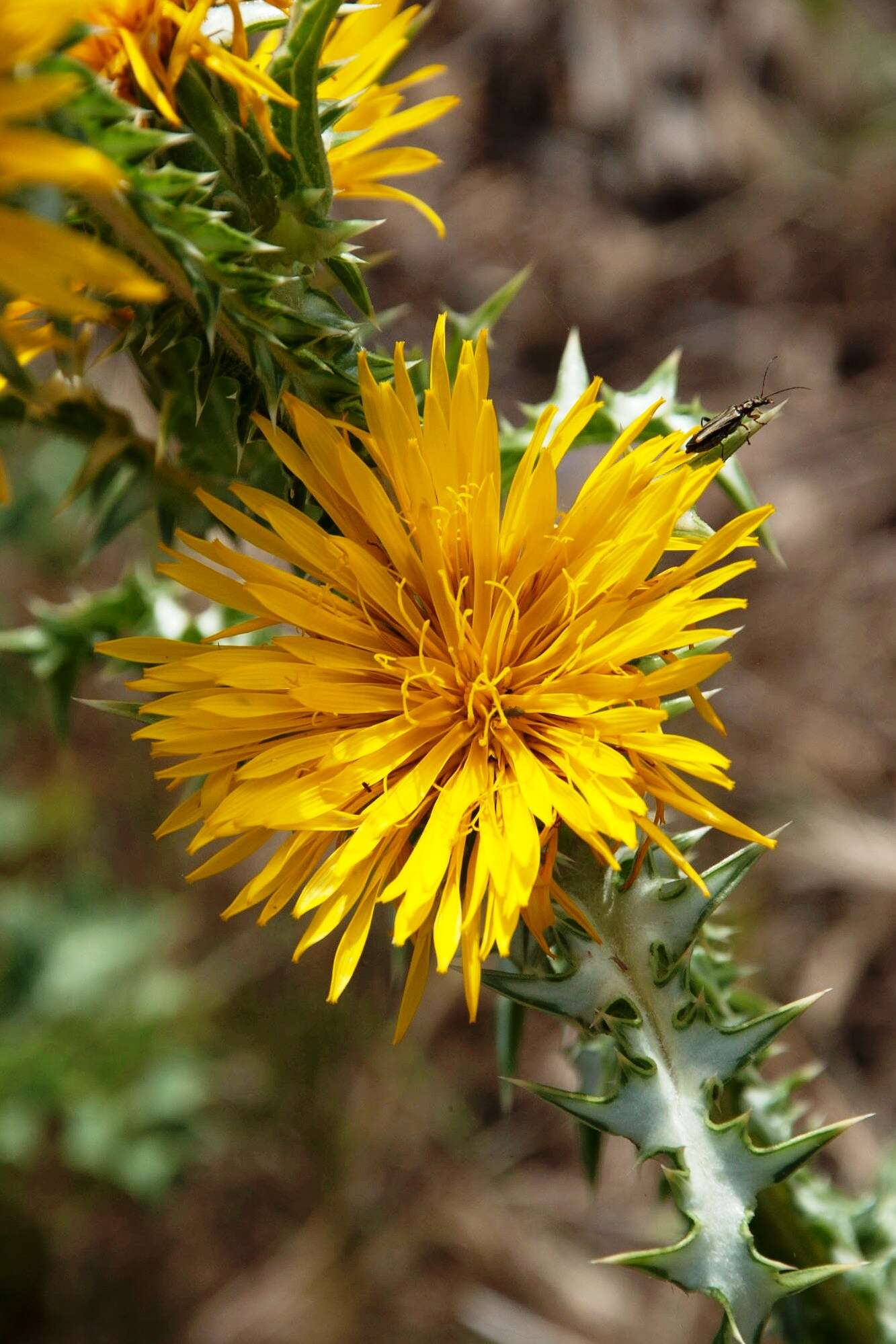 Image of Scolymus grandiflorus Desf.